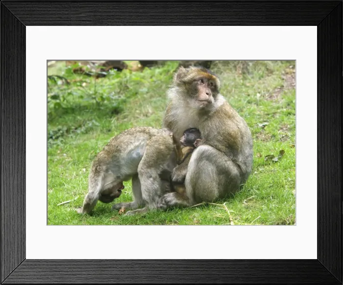Framed Print : Barbary Macaque - adult with baby & another young showing submissive behaviour. La Montagne des Singes - Kintzheim - Alsace - France Framed Print : Barbary Macaque - adult with baby & another young showing submissive behaviour. La Montagne des Singes - Kintzheim - Alsace - France