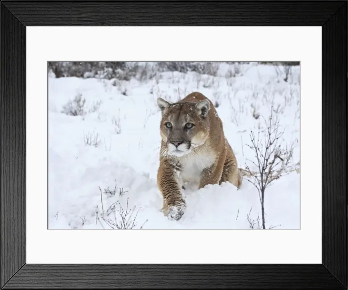 Framed Print : Cougar / Mountain Lion / Puma - in snow. Montana - USA Framed Print : Cougar / Mountain Lion / Puma - in snow. Montana - USA