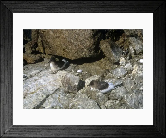 Framed Print : Antarctic Petrel - with eggs on scullin monolith Framed Print : Antarctic Petrel - with eggs on scullin monolith