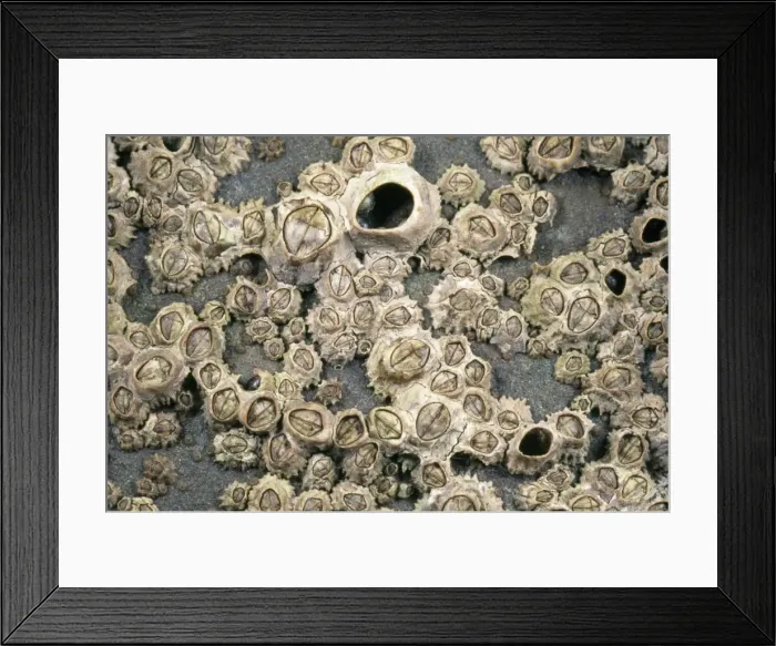 Framed Print : Rocky Shore Barnacles UK Framed Print : Rocky Shore Barnacles UK