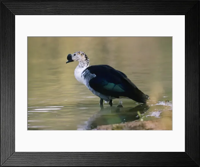 Framed Print : Comb Duck / Knob-billed Goose - male - Nigeria Africa Framed Print : Comb Duck / Knob-billed Goose - male - Nigeria Africa