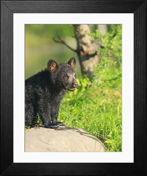 Framed Print : Black Bear - Spring cub 4 months old. Minnesota - USA Framed Print : Black Bear - Spring cub 4 months old. Minnesota - USA