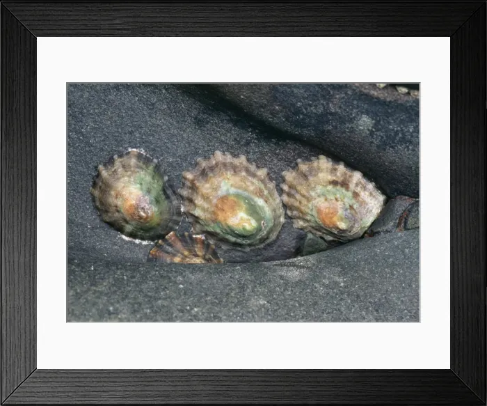 Framed Print : Common Limpets In seashore rock crevice, UK Framed Print : Common Limpets In seashore rock crevice, UK