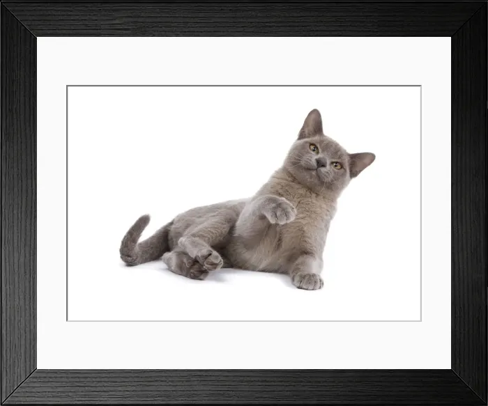 Framed Print : Cat - Burnmese Lilac - with raised paw Framed Print : Cat - Burnmese Lilac - with raised paw