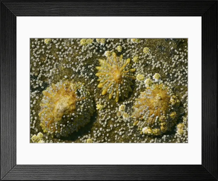 Framed Print : Common limpets and acorn barnacles on a rock at low tide coast near Elgol, Isle of Skye, Western Highlands, Scotland, UK Framed Print : Common limpets and acorn barnacles on a rock at low tide coast near Elgol, Isle of Skye, Western Highlands, Scotland, UK