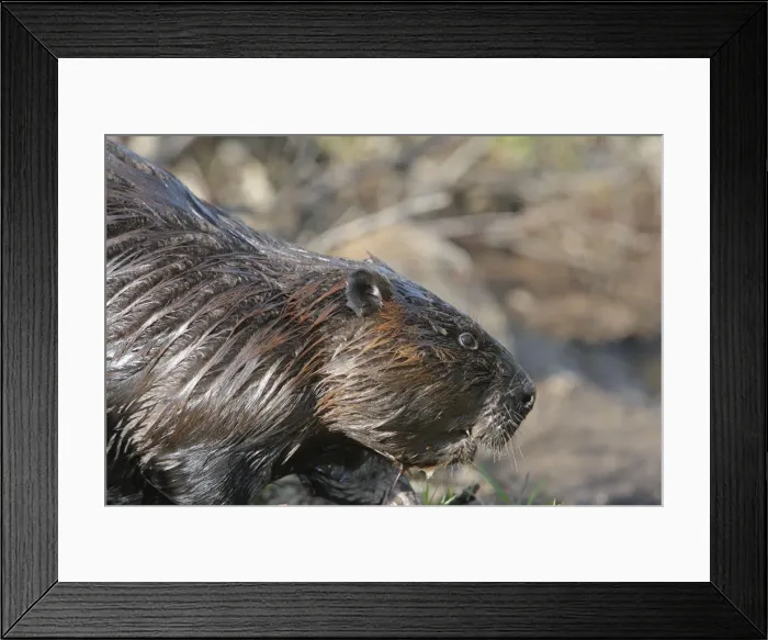 Framed Print : European Beaver Framed Print : European Beaver