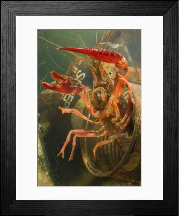 Framed Print : Lousiana Crayfish - emerging from old drum underwater - visible difference in size with Palaemonetes antennarius Framed Print : Lousiana Crayfish - emerging from old drum underwater - visible difference in size with Palaemonetes antennarius