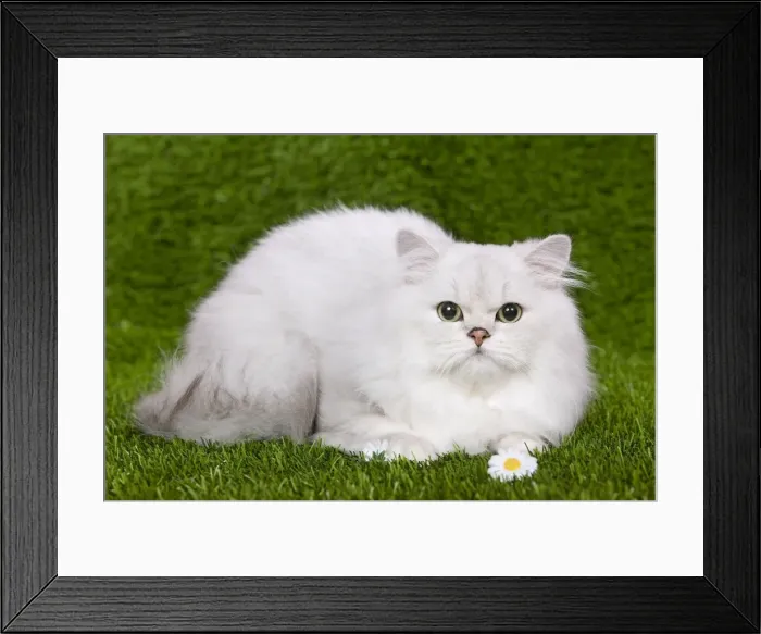 Framed Print : Cat - Persian Chinchilla - Kitten lying down on grass amongst flowers Framed Print : Cat - Persian Chinchilla - Kitten lying down on grass amongst flowers