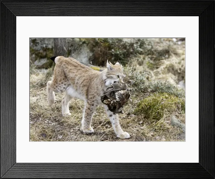 Framed Print : European Lynx - with prey of capercaillie. Finland. Captivity Framed Print : European Lynx - with prey of capercaillie. Finland. Captivity