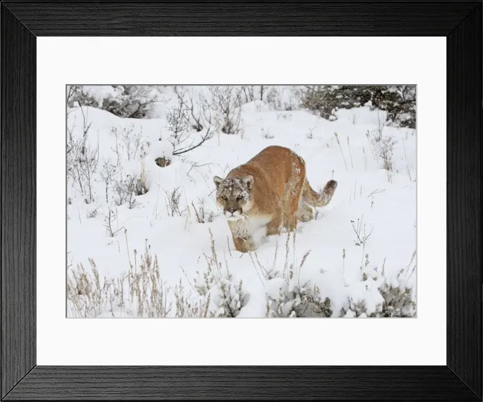 Framed Print : Cougar / Mountain Lion / Puma - in snow. Montana - USA Framed Print : Cougar / Mountain Lion / Puma - in snow. Montana - USA