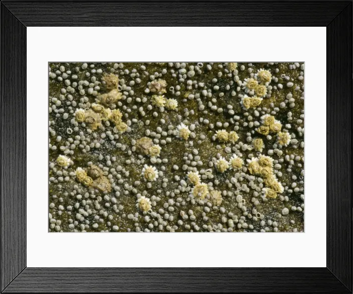 Framed Print : Acorn barnacles on a rock at low tide coast near Elgol, Isle of Skye, Western Highlands, Scotland, UK Framed Print : Acorn barnacles on a rock at low tide coast near Elgol, Isle of Skye, Western Highlands, Scotland, UK