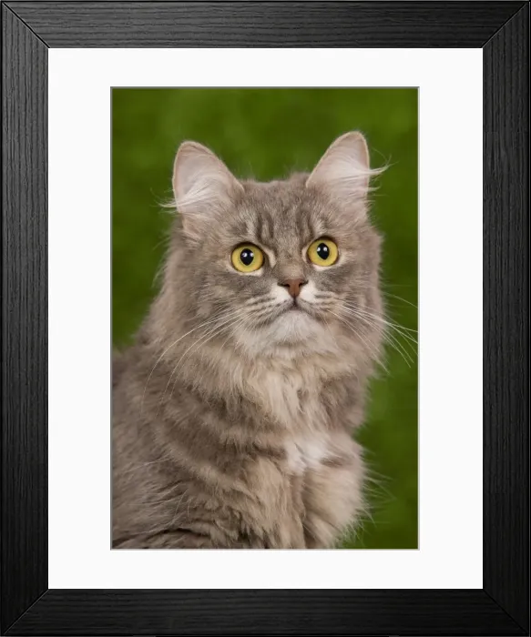 Framed Print : Cat - Siberian Blue Mackerel Tabby Framed Print : Cat - Siberian Blue Mackerel Tabby