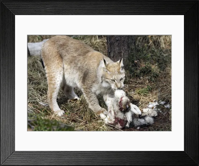 Framed Print : European Lynx - with prey of hare. Finland. Captivity Framed Print : European Lynx - with prey of hare. Finland. Captivity