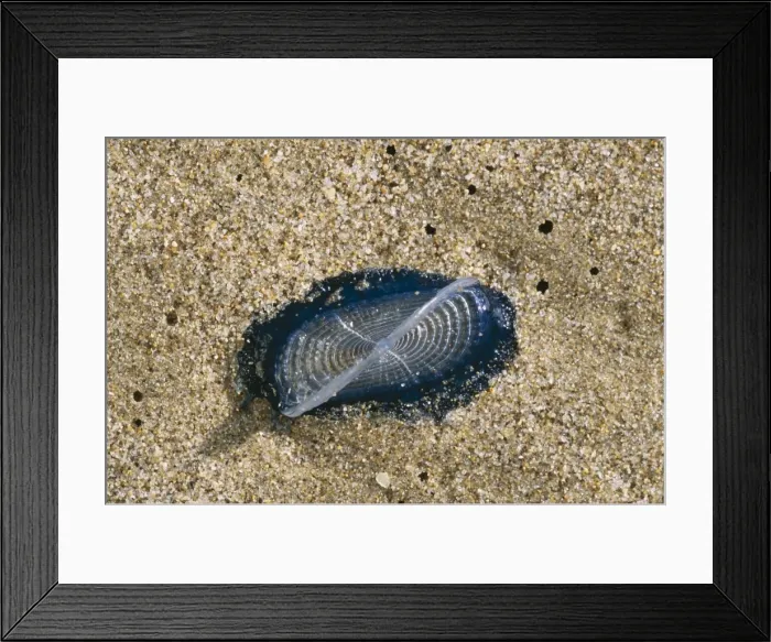 Framed Print : By-the-wind Sailors Jellyfish Washed up, N. W. Sardinia Framed Print : By-the-wind Sailors Jellyfish Washed up, N. W. Sardinia