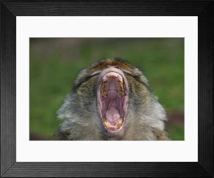 Framed Print : Barbary Macaque - mouth open - posture of intimidation. La Montagne des Singes - Kintzheim - Alsace - France Framed Print : Barbary Macaque - mouth open - posture of intimidation. La Montagne des Singes - Kintzheim - Alsace - France