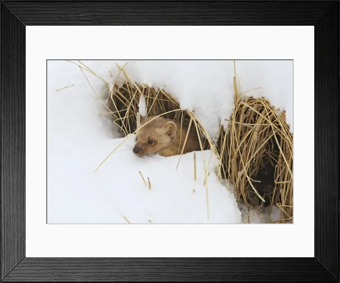 Framed Print : American Marten - in snow. Montana - USA Framed Print : American Marten - in snow. Montana - USA