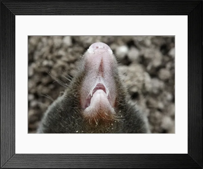 Framed Print : Mole -close-up of nose. Bay of Somme -Picardie - France Framed Print : Mole -close-up of nose. Bay of Somme -Picardie - France
