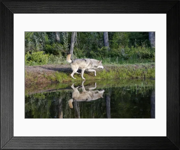 Framed Print : Timber / Grey Wolf. Minnesota - USA Framed Print : Timber / Grey Wolf. Minnesota - USA