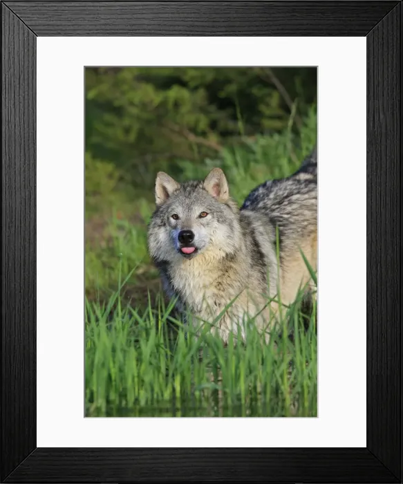 Framed Print : Timber / Grey Wolf. Minnesota - USA Framed Print : Timber / Grey Wolf. Minnesota - USA