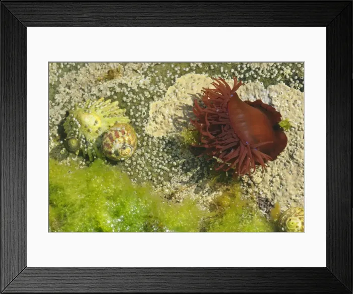 Framed Print : Beadlet Anemone with half opened tentacles together with common limpet, snails, acorn barnacles and algae in rock pool Coast near Elgol, Isle of Skye, Western Highlands, Scotland, UK Framed Print : Beadlet Anemone with half opened tentacles together with common limpet, snails, acorn barnacles and algae in rock pool Coast near Elgol, Isle of Skye, Western Highlands, Scotland, UK