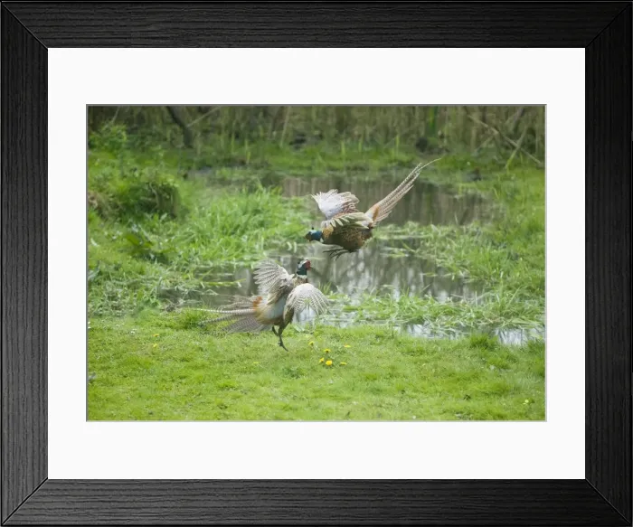 Framed Print : Common Pheasants - males fighting over territory and females - Oxon - UK Framed Print : Common Pheasants - males fighting over territory and females - Oxon - UK