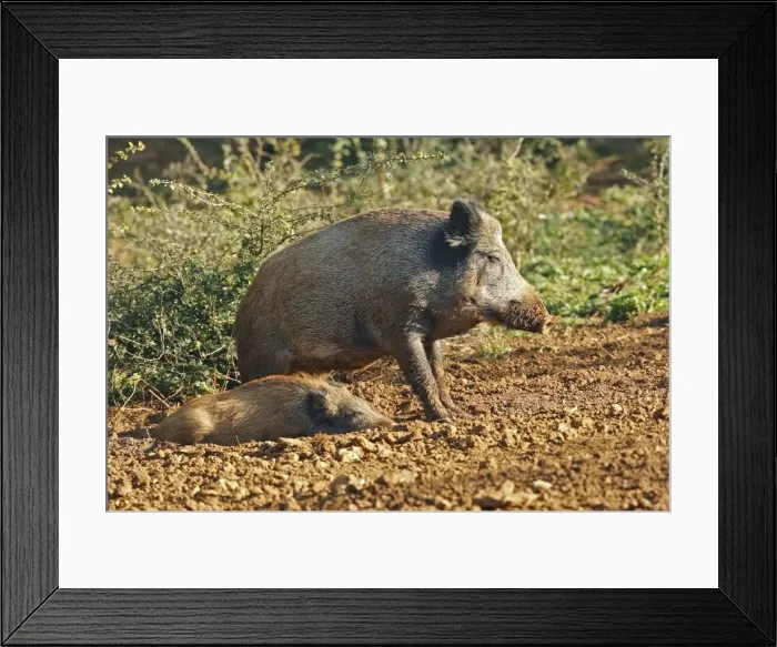 Framed Print : Wild Boar - young. France Framed Print : Wild Boar - young. France