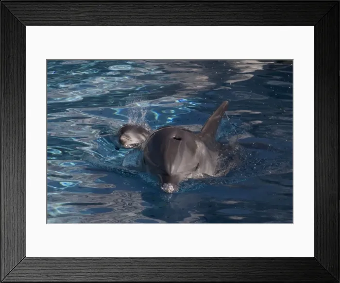 Framed Print : Bottlenose Dolphin - recently born calf swims with mother - have come to surface to breathe - Oltremare lagoon – Riccione – Italy The pregnancy lasted 54 weeks Framed Print : Bottlenose Dolphin - recently born calf swims with mother - have come to surface to breathe - Oltremare lagoon – Riccione – Italy The pregnancy lasted 54 weeks