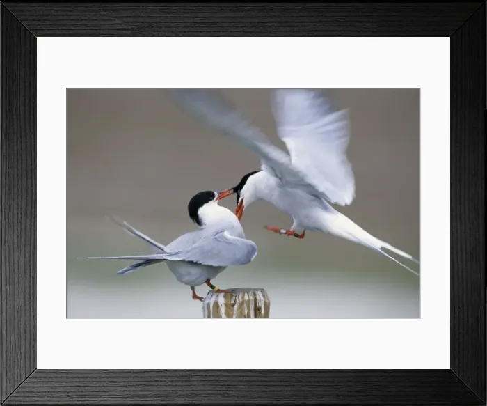 Framed Print : Common Terns - fighting - Belgium Framed Print : Common Terns - fighting - Belgium