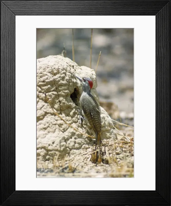 Framed Print : Fine Spotted Woodpecker Framed Print : Fine Spotted Woodpecker
