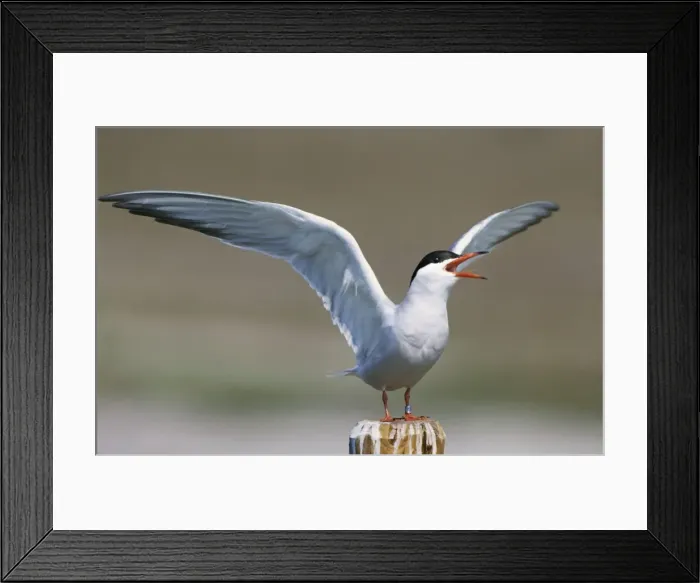 Framed Print : Common Tern - screaming with open wings - Belgium Framed Print : Common Tern - screaming with open wings - Belgium