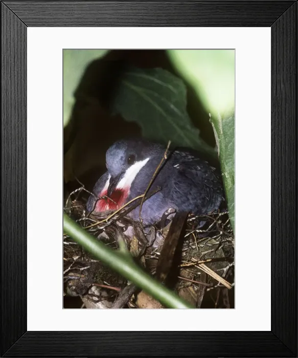 Framed Print : Luzon Bleeding Heart Pigeon Framed Print : Luzon Bleeding Heart Pigeon