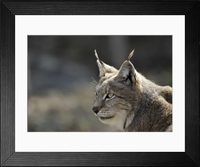 Framed Print : European Lynx - Finland. Captivity Framed Print : European Lynx - Finland. Captivity