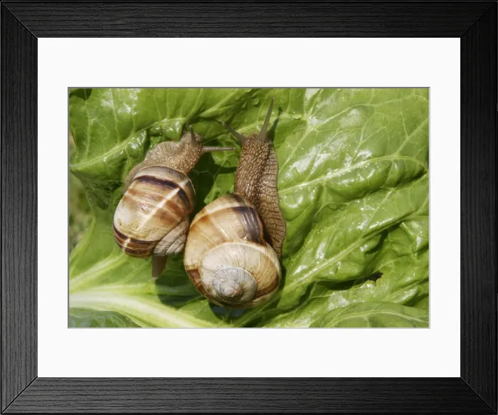 Framed Print : Snail - Escargot Turc (Turkish snail) feeding on lettuce leaf - edible Framed Print : Snail - Escargot Turc (Turkish snail) feeding on lettuce leaf - edible