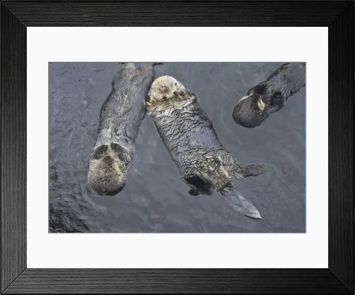Framed Print : Sea Otter - three floating on their backs. Vancouver Aquarium - British Colombia - Canada Framed Print : Sea Otter - three floating on their backs. Vancouver Aquarium - British Colombia - Canada