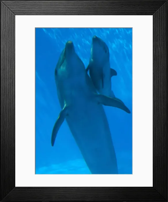 Framed Print : Bottlenose Dolphin - mother and newborn baby / calf - swimming together - Malta The calf was born on July 20th 2010 at 15:30. At birth its weight was roughly 15 kg and 1m in length Framed Print : Bottlenose Dolphin - mother and newborn baby / calf - swimming together - Malta The calf was born on July 20th 2010 at 15:30. At birth its weight was roughly 15 kg and 1m in length