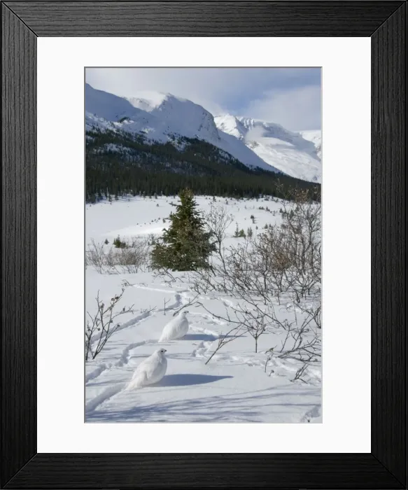 Framed Print : White-tailed Ptarmigans - in snow - at around the 6800 foot elevation (just below treeline) - Jasper National Park - Rocky Mountains - Alberta - Canada _B2A3544 Framed Print : White-tailed Ptarmigans - in snow - at around the 6800 foot elevation (just below treeline) - Jasper National Park - Rocky Mountains - Alberta - Canada _B2A3544
