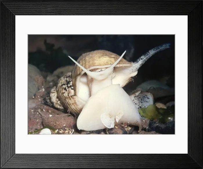 Framed Print : Whelk. PM-1585. WHELK. Buccinum. Pat Morris Framed Print : Whelk. PM-1585. WHELK. Buccinum. Pat Morris