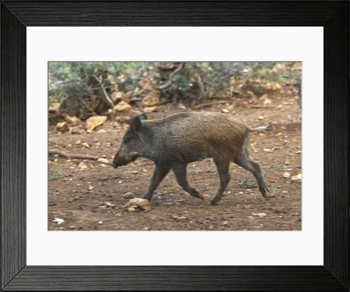 Framed Print : Wild Boar - young. France Framed Print : Wild Boar - young. France