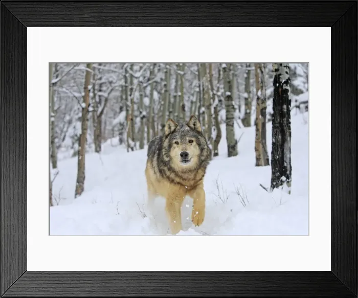 Framed Print : Grey / Timber Wolf - in snow. Montana - USA Framed Print : Grey / Timber Wolf - in snow. Montana - USA