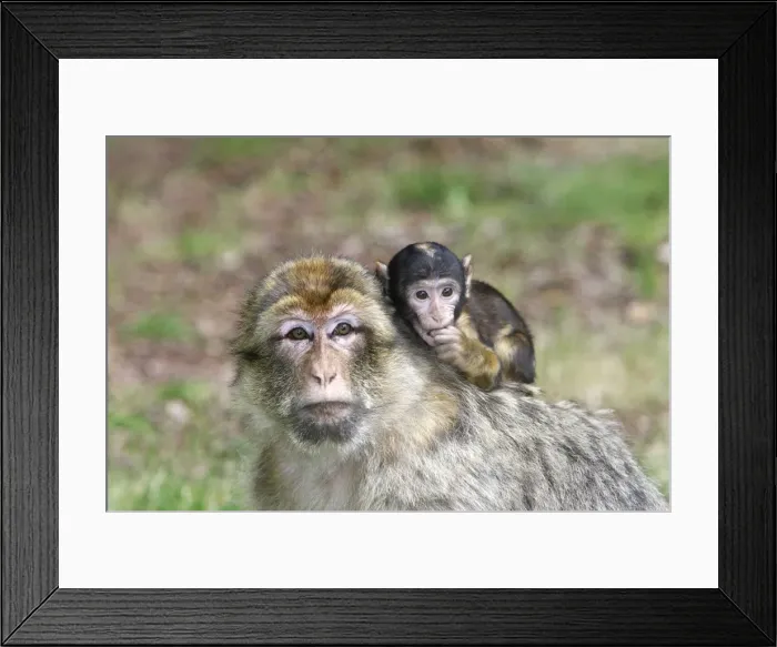 Framed Print : Barbary Macaque - adult with baby. La Montagne des Singes - Kintzheim - Alsace - France Framed Print : Barbary Macaque - adult with baby. La Montagne des Singes - Kintzheim - Alsace - France