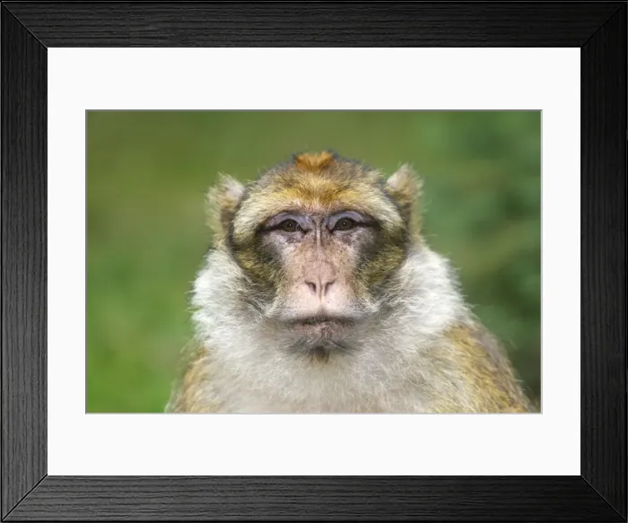 Framed Print : Barbary Macaque - adult. La Montagne des Singes - Kintzheim - Alsace - France Framed Print : Barbary Macaque - adult. La Montagne des Singes - Kintzheim - Alsace - France