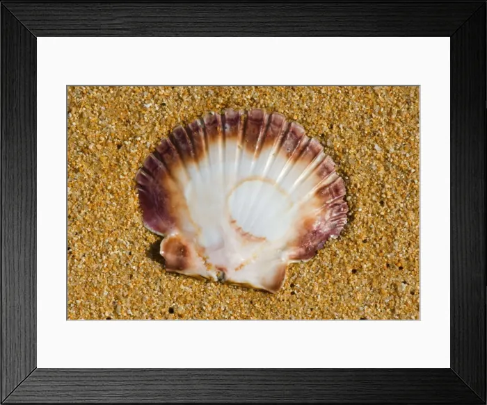 Framed Print : Scallop empty shell of a scallop washed ashore at a sandy beach Totaranui, Abel Tasman National Park, Tasman District, South Island, New Zealand Framed Print : Scallop empty shell of a scallop washed ashore at a sandy beach Totaranui, Abel Tasman National Park, Tasman District, South Island, New Zealand