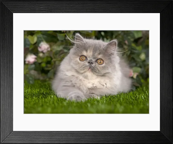 Framed Print : Cat - Persian kitten in garden Framed Print : Cat - Persian kitten in garden