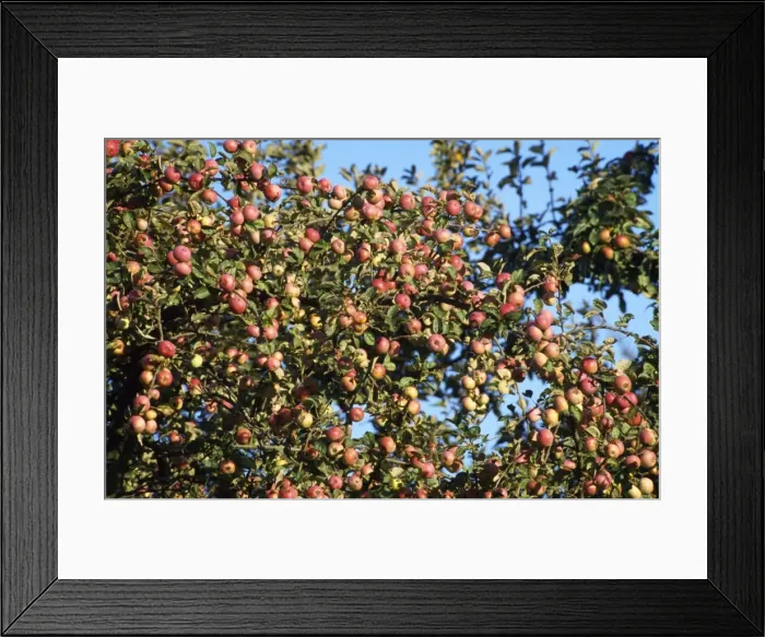 Framed Print : Red Apple Tree Normandy France Framed Print : Red Apple Tree Normandy France