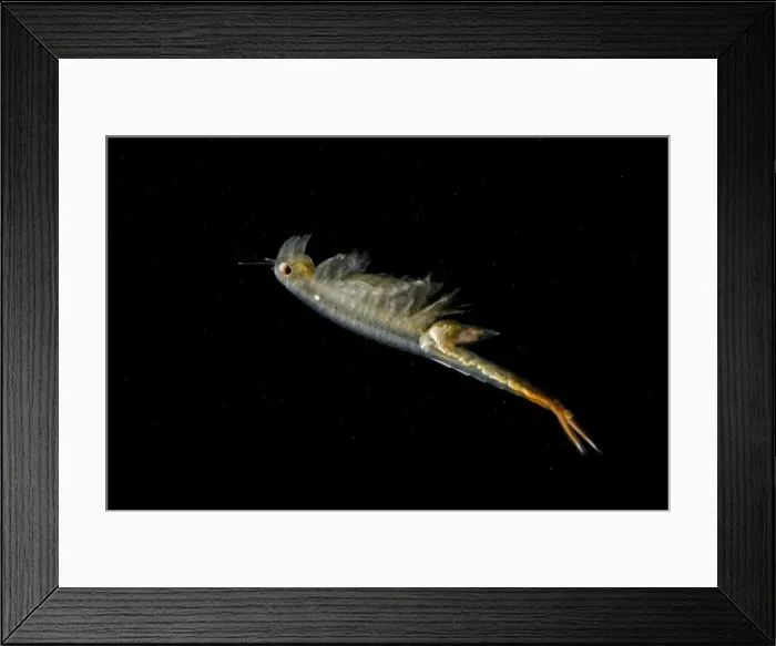 Framed Print : Fairy Shrimp - female showing eggs within