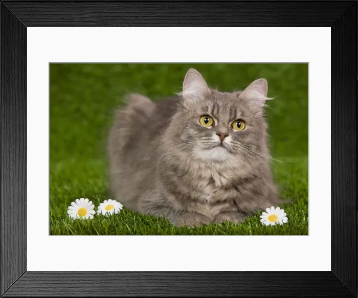 Framed Print : Cat - Siberian Blue Mackerel Tabby - sitting down on grass amongst flowers Framed Print : Cat - Siberian Blue Mackerel Tabby - sitting down on grass amongst flowers