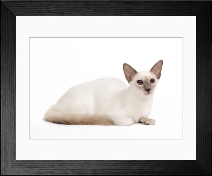Framed Print : Cat - Balinese - Kitten lying down Framed Print : Cat - Balinese - Kitten lying down