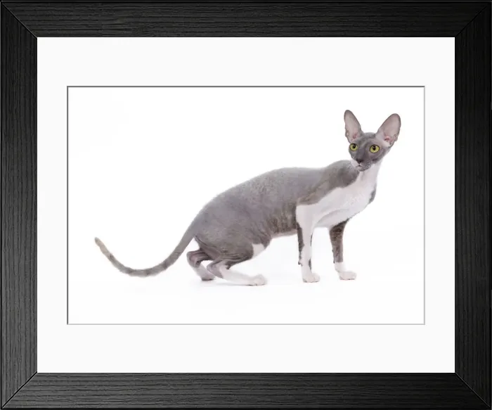 Framed Print : Cat - Cornish Rex Framed Print : Cat - Cornish Rex