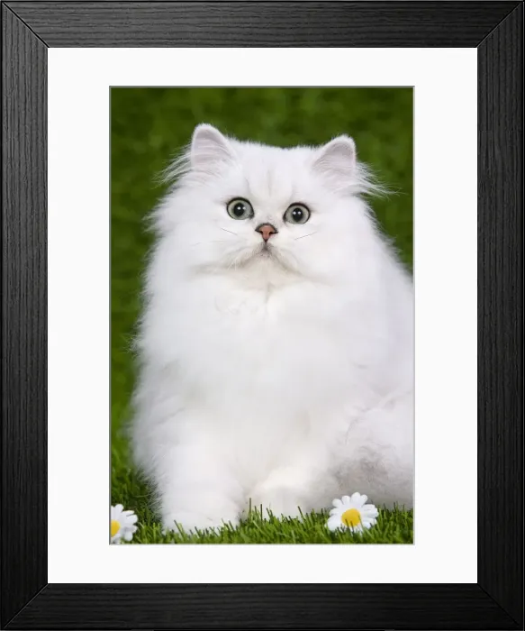 Framed Print : Cat - Persian Chinchilla - Kitten sitting down on grass amongst flowers Framed Print : Cat - Persian Chinchilla - Kitten sitting down on grass amongst flowers