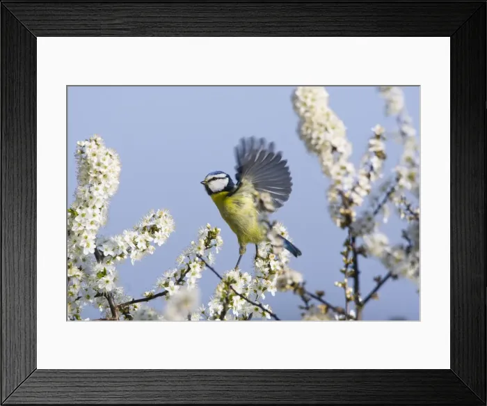 Framed Print : Blue Tit - in flight - amongst White Blossom - Oxon - UK - April Framed Print : Blue Tit - in flight - amongst White Blossom - Oxon - UK - April